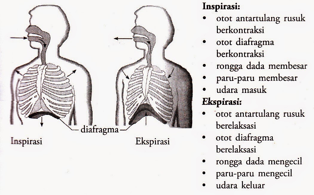 Mekanisme Sistem Pernapasan Pada Manusia Pernapasan Dada Dan Perut