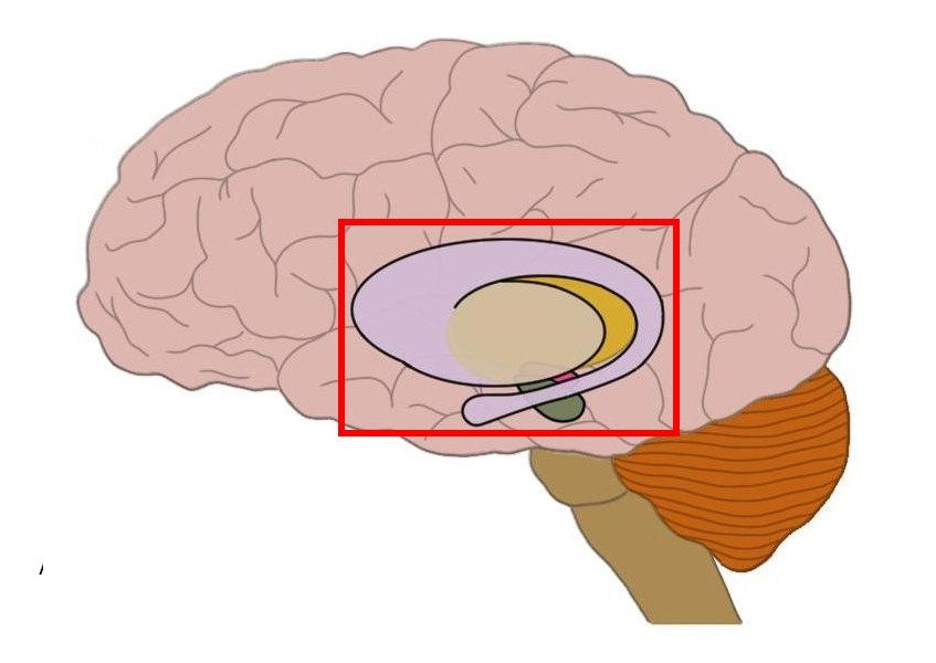 Ou Se Trouve Le Cerveau De Jfk 100 milliards de neurones: NEWS AND VIEWS - Janvier 2017