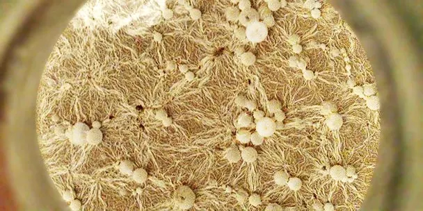 pellicle infection of beer