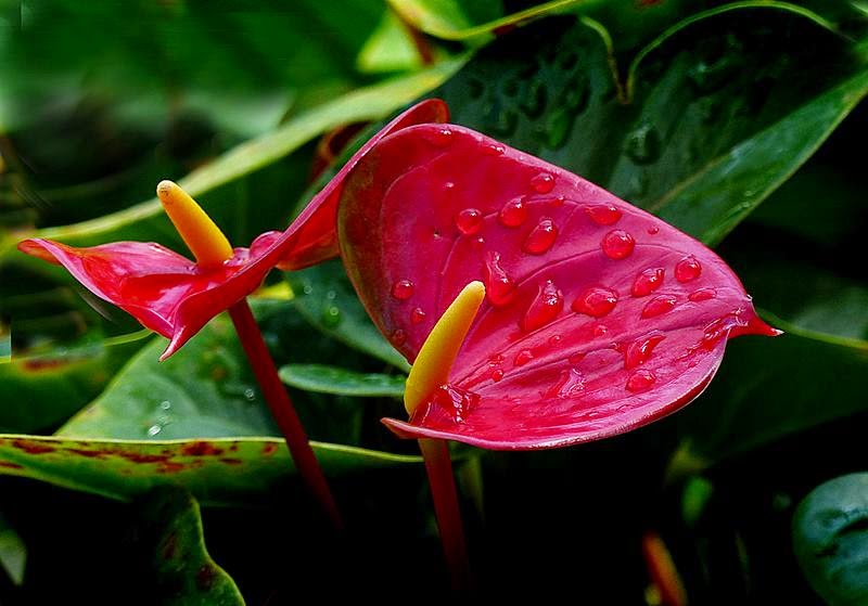 The Heart-Shaped Flower, Anthurium