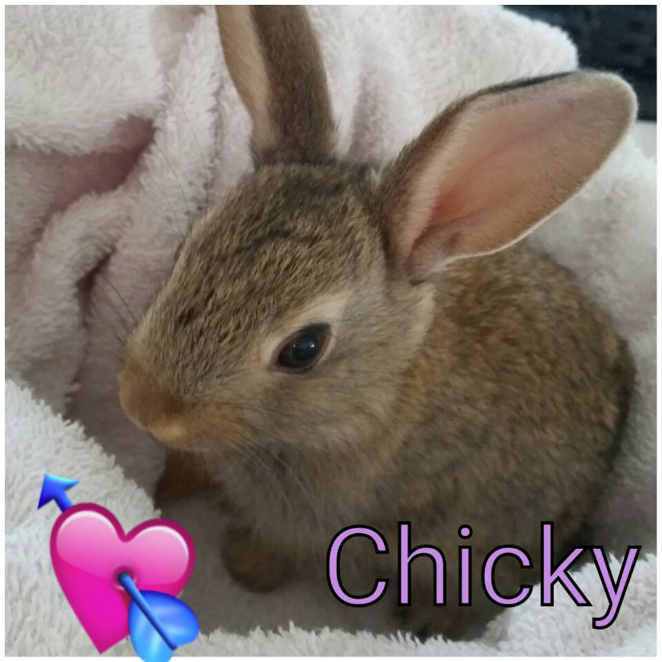 Rabbit Rescue Sanctuary TWEED HEADS BABY RESCUE RABBITS FOR ADOPTION