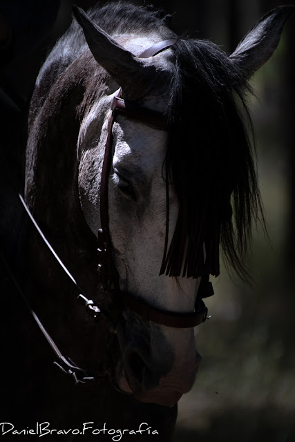 Detalle de la cabeza de un caballo en el Parque Nacional de Doñana