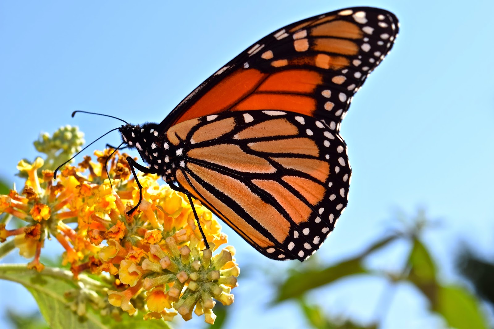 Cape May Monarch Monitoring Project Wonderful Monarch Show