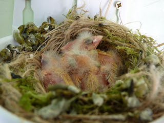 Whoopidooings: Canary chicks