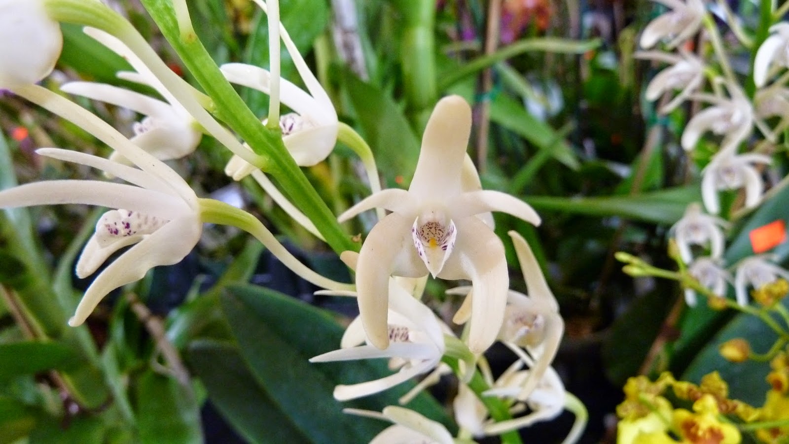 Hooray! Plants!: Pictures From: The Greater Orlando Orchid Society's