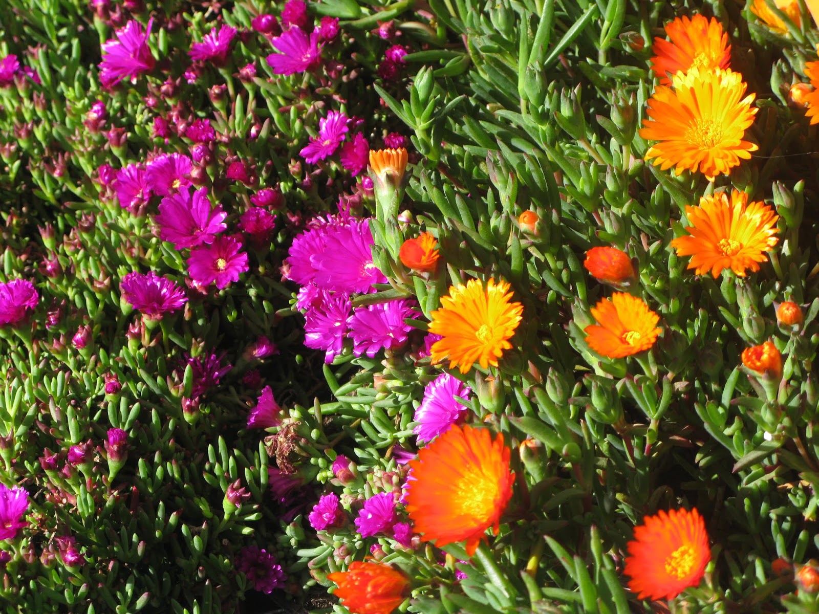 le-mie-riproduzioni-ad-olio-e-a-cura-di-cesare-fiori-la