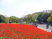 花博記念公園鶴見緑地の赤いチューリップ