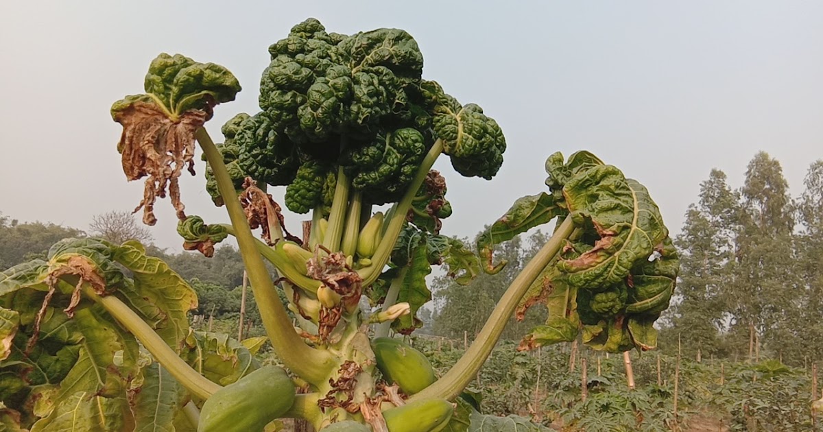 Papaya Pest and Disease Management (পেঁপের রোগ ও পোকা মাকড় দমন) কৃষি