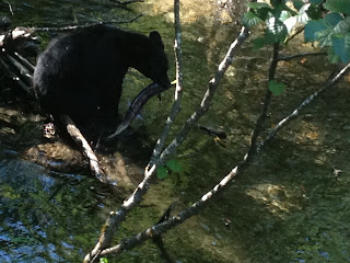 Black bear catching salmon