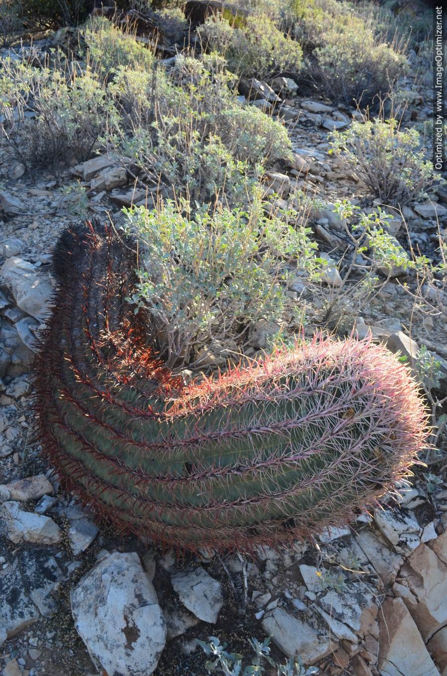 Practical Biology science for everyone Barrel Cactus Part 2