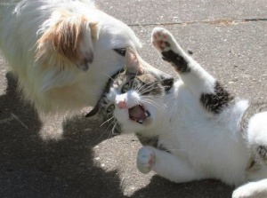 http://3.bp.blogspot.com/-oFuflj0e7nY/Tp6RJ2zjbPI/AAAAAAAABwg/b2mS_mXFCHk/s1600/dog+and+cat+fight.jpg