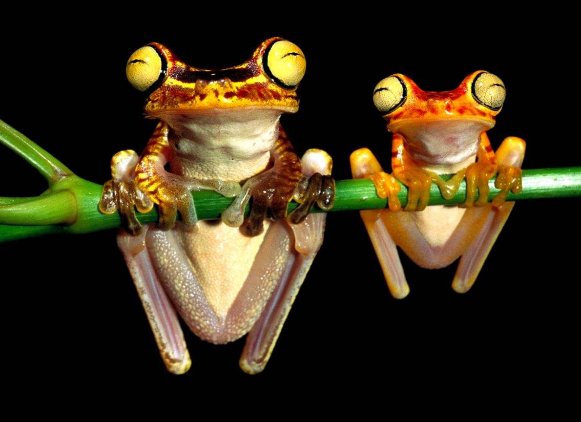 Frogs Wallpaper   Cute Little Frogs Wallpaper