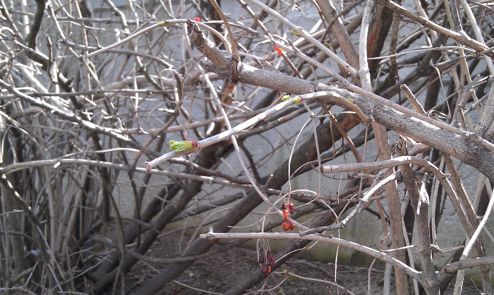 Thriving Nature In Photos Blooming Trees In March