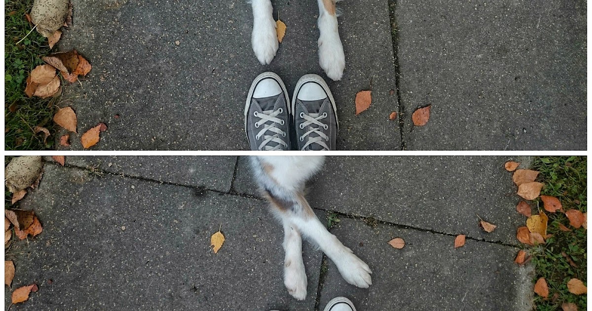 Trick " Criss Cross" [Überkreuzen der Vorderbeine]