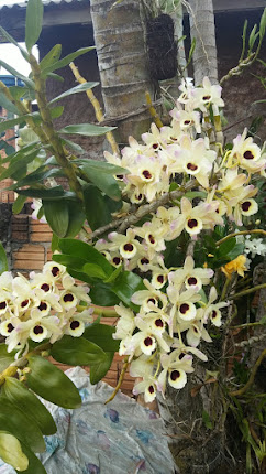 Orquídea da amiga Cida...