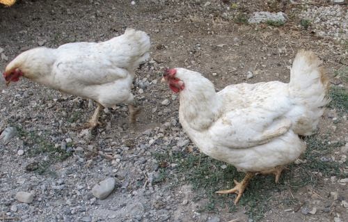 Tavuklarda Bit Nasıl Temizlenir?