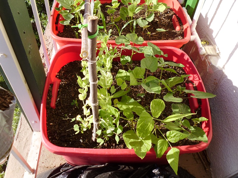 Growing Peas and Beans in a container