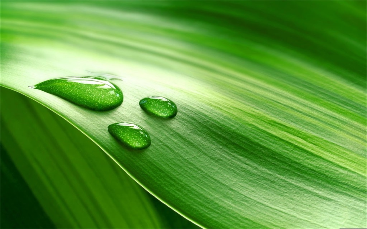 green leaves and dewdrops PPT backgrounds green leaves and dewdrops PPT backgrounds