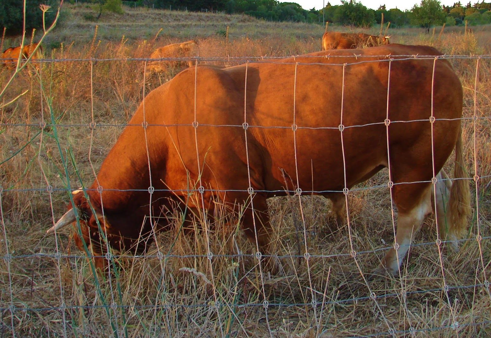 BREATHTAKING Algarve and Cattle for Good Fences.