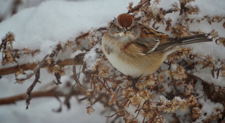 Head-on view of an American Tree Sparrow on golden rod in the snow.
