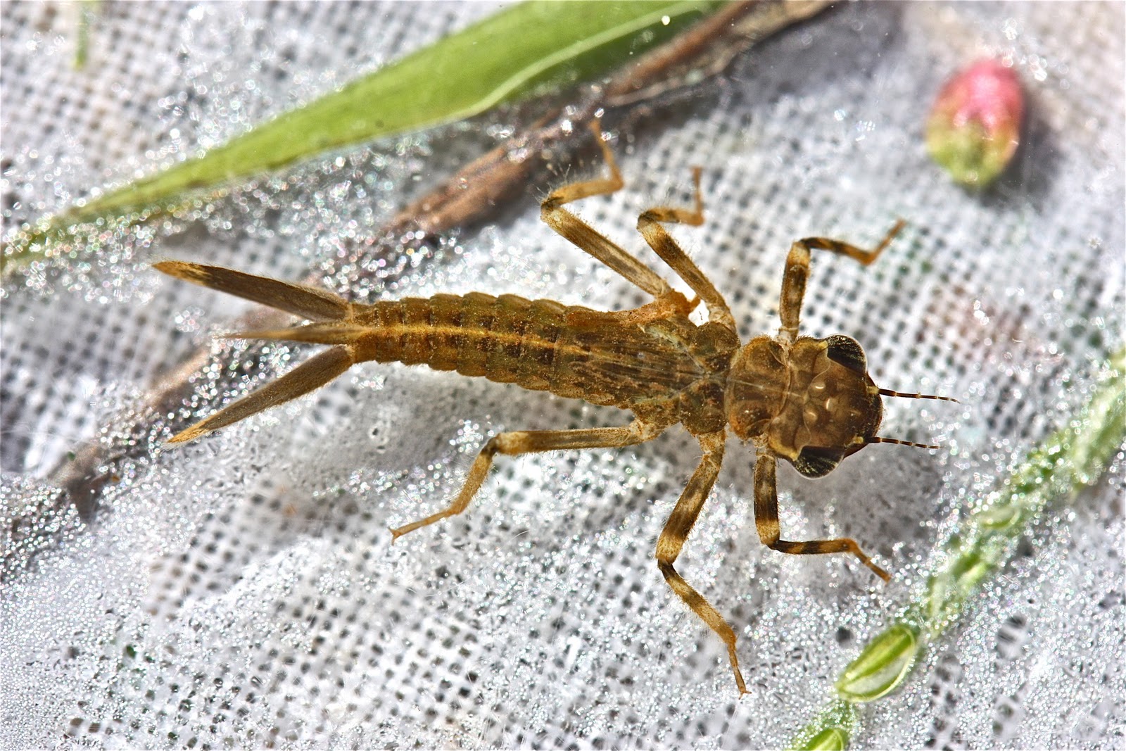 Aquatic Insects of Central Virginia: Still Summer in the Rivanna at Crofton