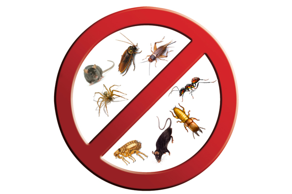 Are There Pests In Your Home? Read This! 2