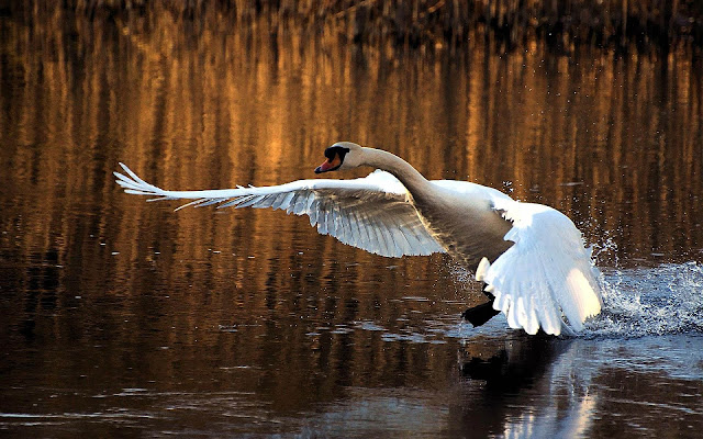 Wallpaper of a white swan taking off