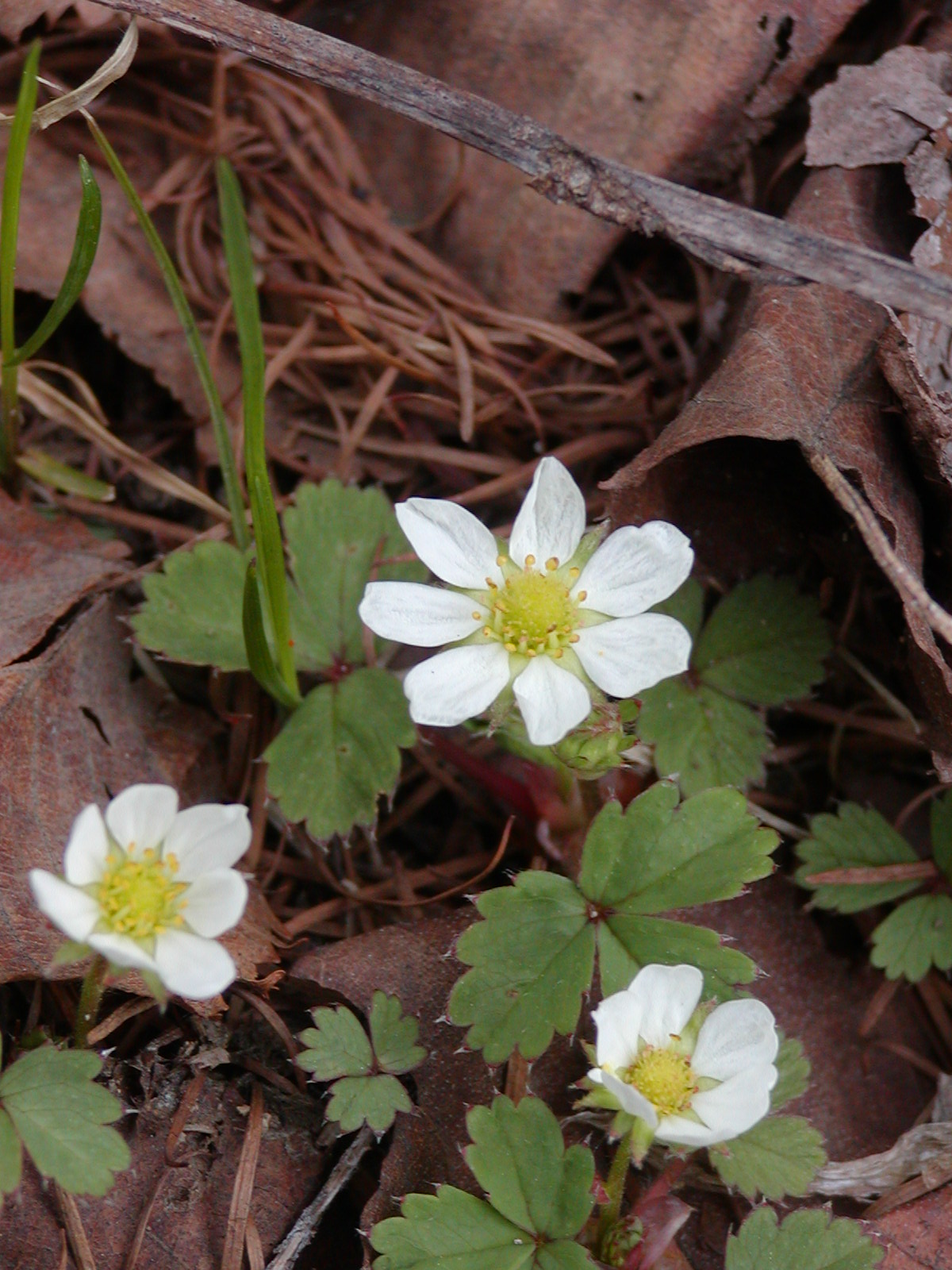 FLOS, 花, BLUME, FLOWER, 華,FLEUR, FLOR, ЦBETOK, FIORE