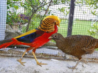 Golden Pheasant Dewasa Sepasang