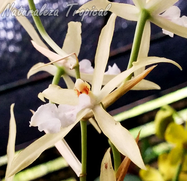 Flores de la orquídea Miltonia flavescens