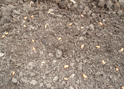UN BANCAL DE JUDÍAS VERDES EN EL HUERTO