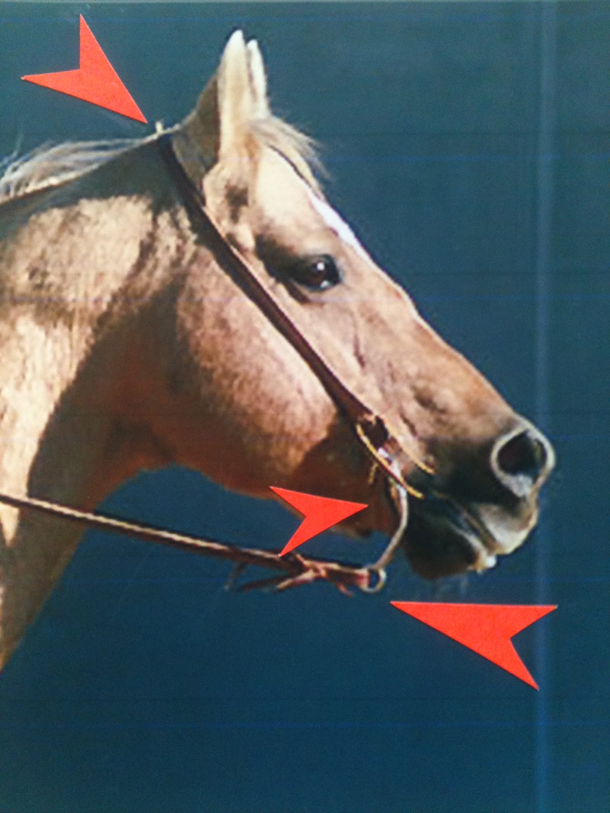 KnP Training Bits and Bitting Part 5 Leverage/Curb Bits