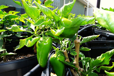 Costa Rican Peppers at Alejandro Pepper Farm