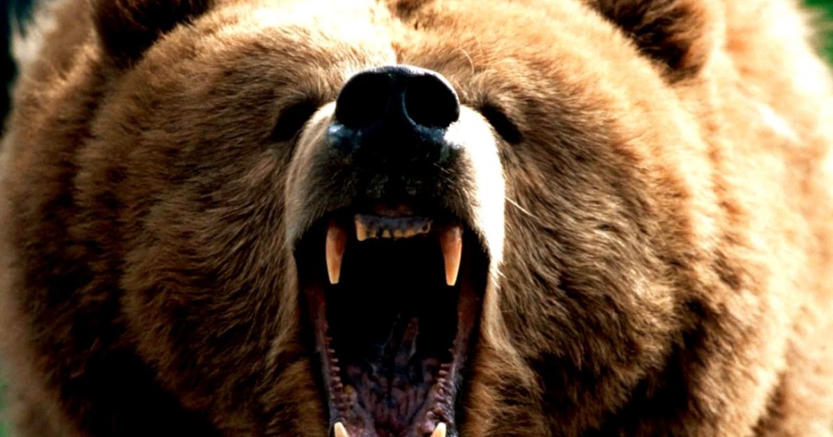 Angry Brown Bear | Wallpapers Gallery