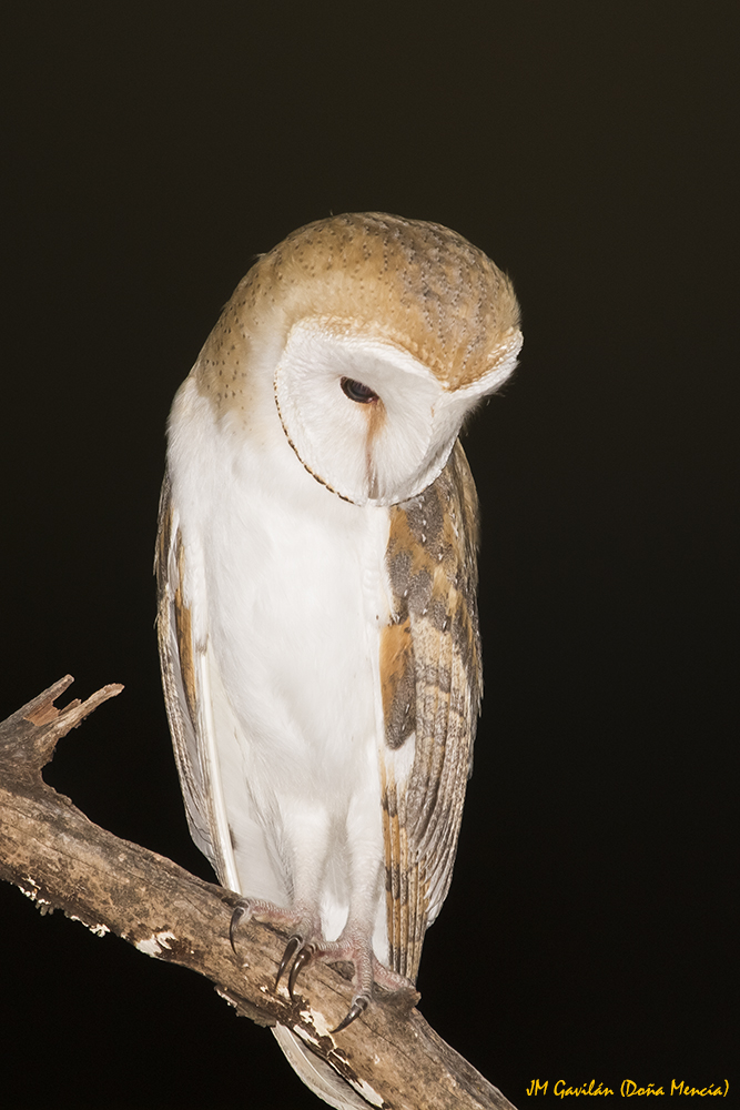 Fotografía de Naturaleza JM Gavilán Lechuza común o
