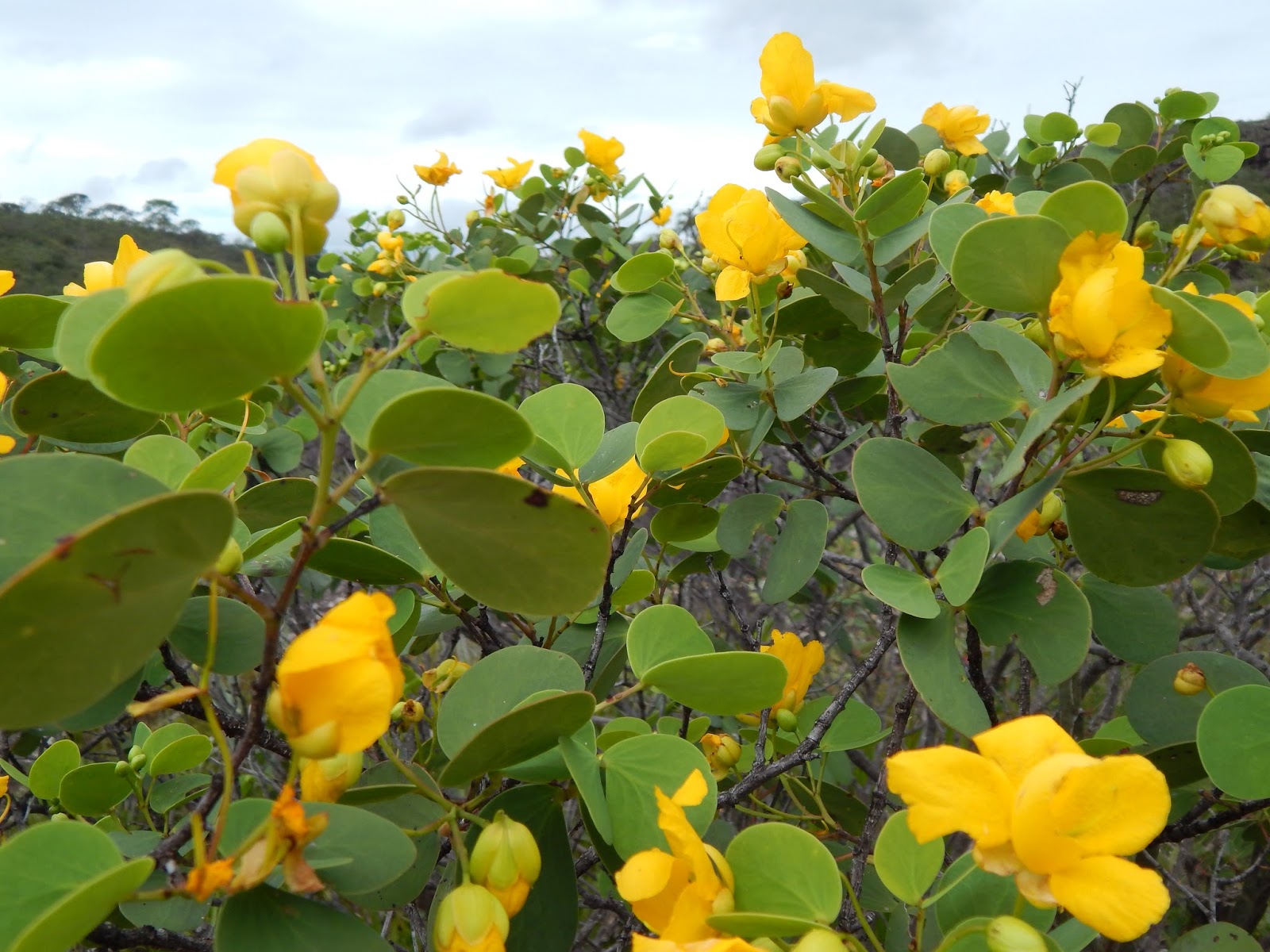 The Flowering plants Leguminosae Fabaceae Caesalpinioideae