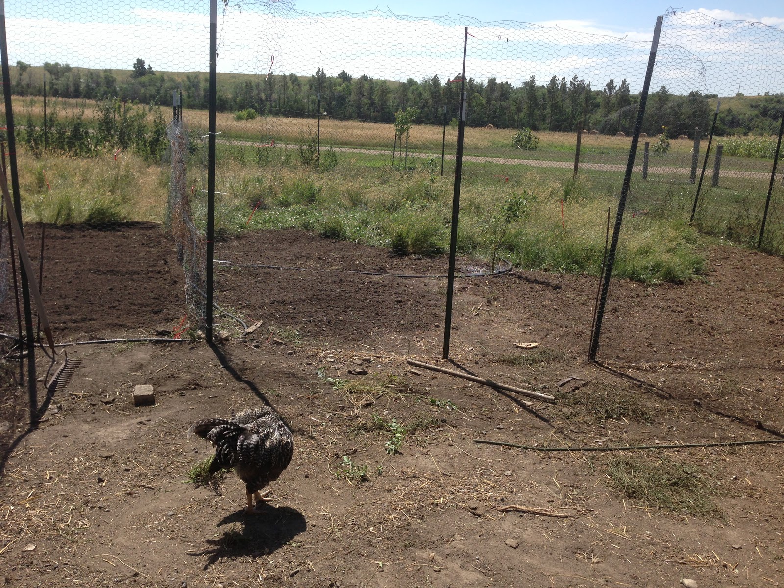 Medicine Gardens Diary Market success, cover crops, fall crops, and