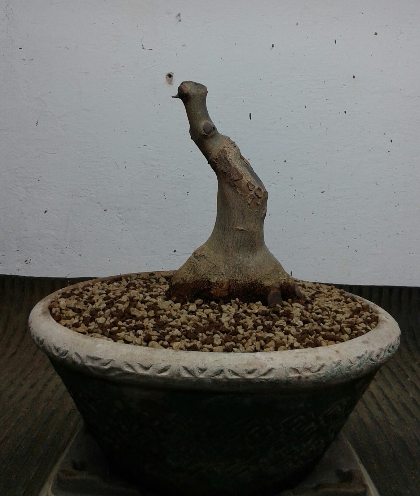 Jardin del Bonsai