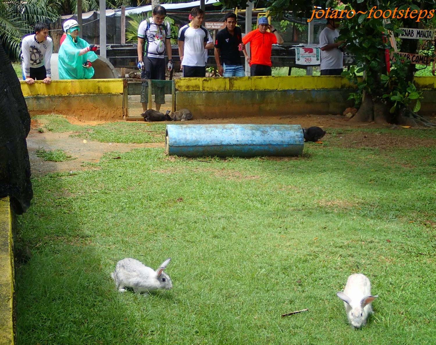 Footsteps Jotaro's Travels Malaysia 2014 Rabbit Farm Ijok