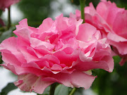  27-09-2006 . fleur rose 