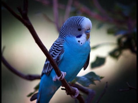 Rüyada Mavi Muhabbet Kuşu Görmek - Rüya Tabirleri ve Yorumları