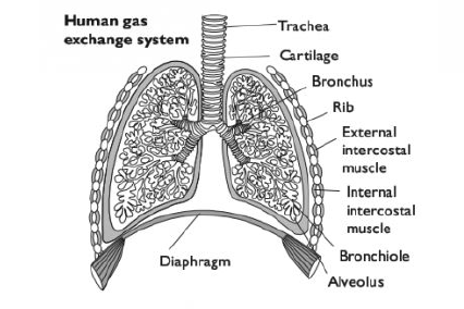 Exchange system. Human structure. Gas Exchange System. Gas Exchange and the structure of the alveoli. Gas Exchange in Humans.