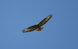 Buteo buteo vulpinus