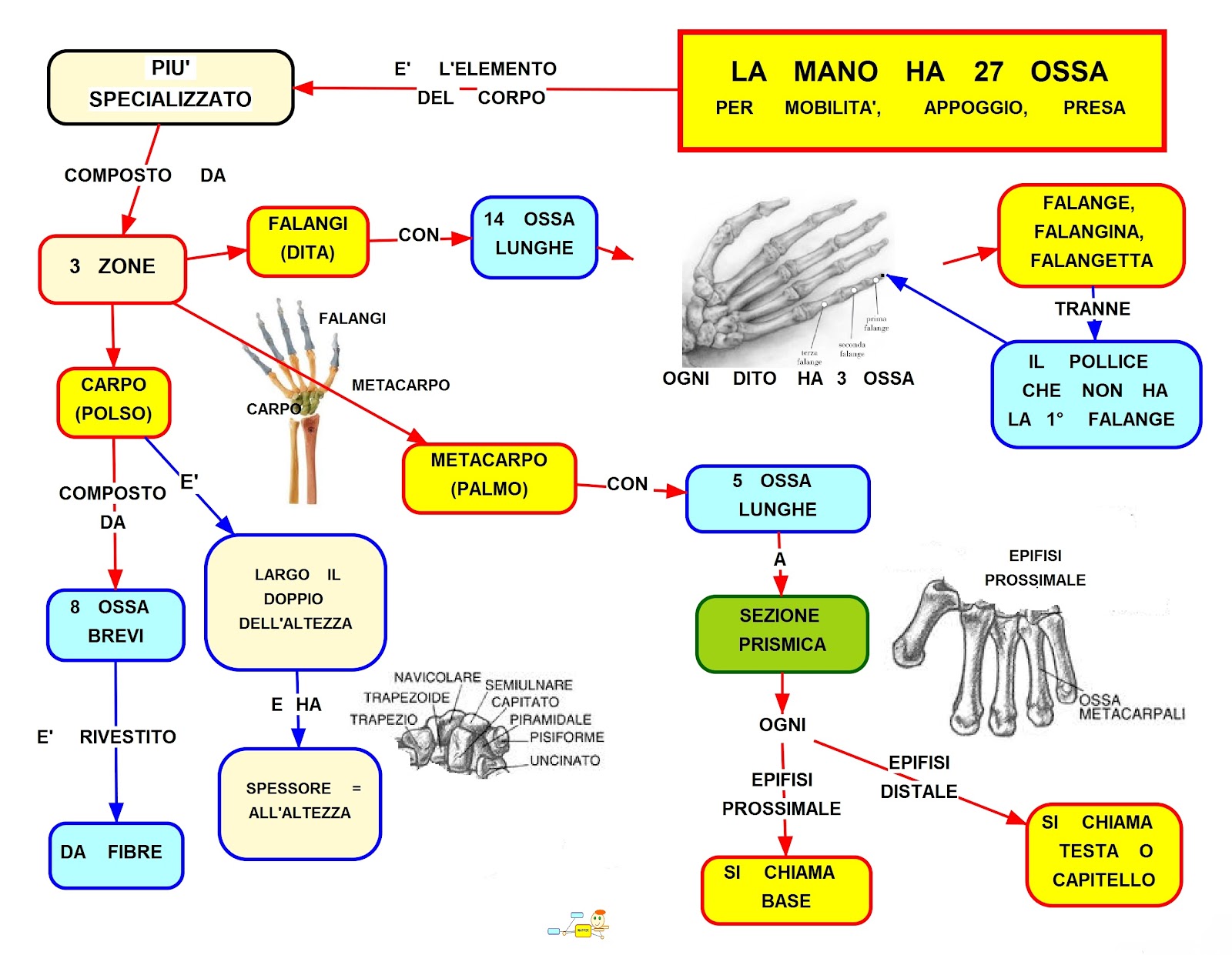 MAPPER: SCHELETRO DELLA MANO