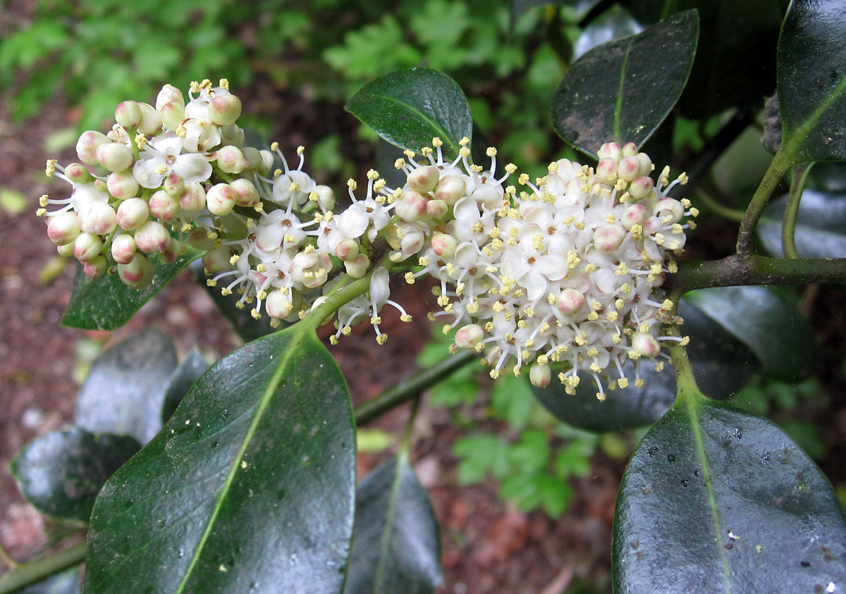 Holly Flowers Naturally