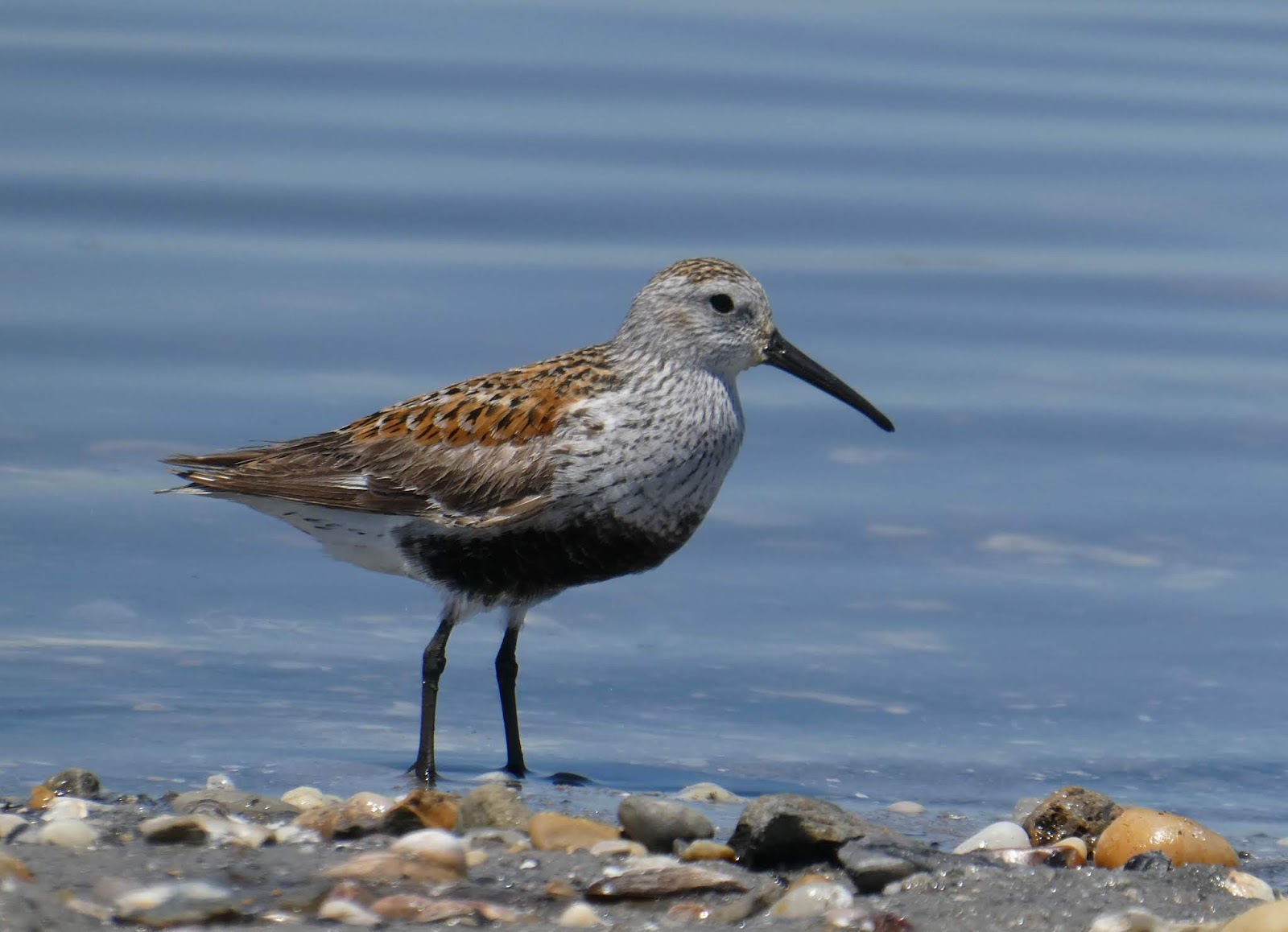 Northamptonshire Birding Delaware Shorebirds