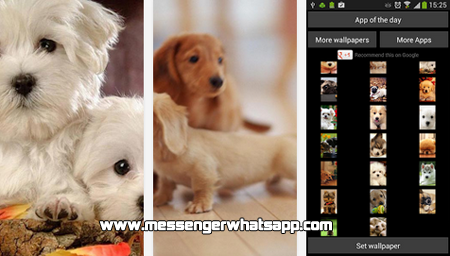 Fondos bonitos y tiernos con Puppies Wallpaper for WhatsApp