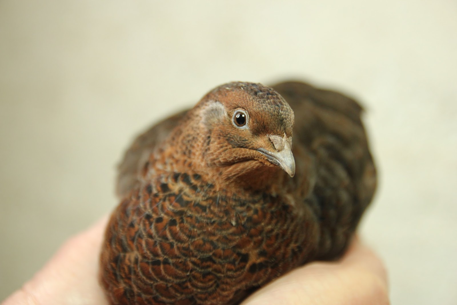 Organic Quail and Watercress A winning combination Grow Forage for