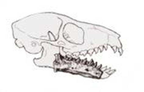Purgatorius skull