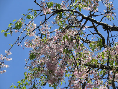 鶴岡八幡宮の枝垂れ桜